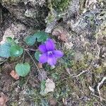 Viola pyrenaica Blomma