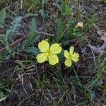 Oenothera triloba Λουλούδι