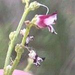 Scrophularia canina Flor