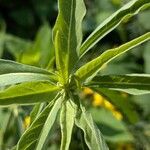 Helianthus maximiliani Leaf