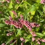 Polygonum persicariaফুল