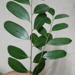 Simarouba amara Leaf
