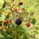 Rubus urticifolius Fruit