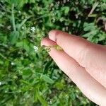 Lappula squarrosa Flower