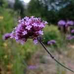 Verbena bonariensisFlower