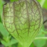 Physalis angulata Fruit