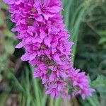 Lythrum salicariaFlower