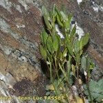 Draba dubia Fruto