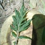 Artemisia vulgarisLeaf