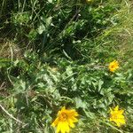 Wyethia angustifolia Hábito