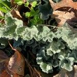 Verbascum undulatum Leaf