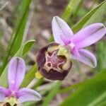 Ophrys holosericea Virág