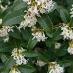 Osmanthus decorus Blüte