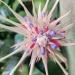 Aechmea fendleri Flower