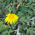 Arctotheca prostrata Flower