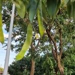 Clitoria fairchildiana Vrucht