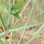 Melinis repens Leaf