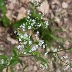 Galium sylvaticum Flor