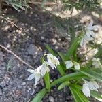 Allium pendulinum Flor