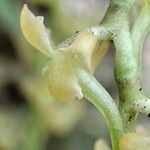 Rhipidoglossum ochyrae 花
