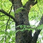 Carya illinoinensis Habit