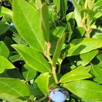Vaccinium angustifolium Fruto