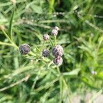 Serratula tinctoria Flors
