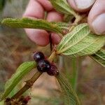 Miconia sericeaFruit