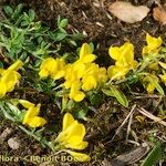 Cytisus ardoinoi Habit