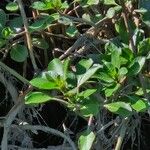 Ludwigia peploides Leaf