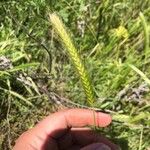 Hordeum pusillum Плод