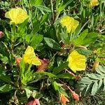 Oenothera triloba Blomst