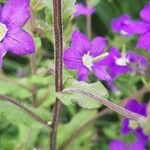 Legousia speculum-veneris Rinde