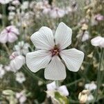 Geranium maderense Blüte
