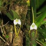 Masdevallia attenuata Celota