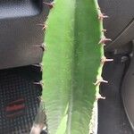 Euphorbia abyssinica Leaf