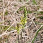 Plantago maritima Цвят