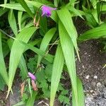 Bletilla striata 葉