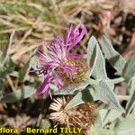 Centaurea jordaniana 花