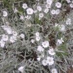 Cerastium tomentosum Hábito