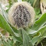 Centaurea unifloraFlower