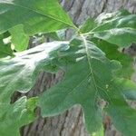 Quercus alba Levél