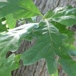 Quercus alba Blad