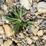 Lewisia longipetala ᱥᱟᱠᱟᱢ