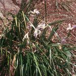 Iris purdyi Alkat (teljes növény)