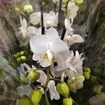 Phalaenopsis amabilis Blüte