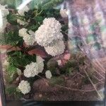 Viburnum macrocephalum Цвят