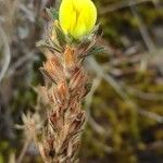 Ononis pusilla Flor