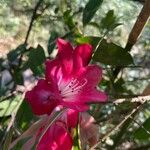 Rhododendron arboreumКветка