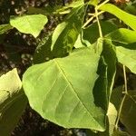 Holarrhena pubescens 葉